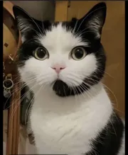 tuxedocatxxx