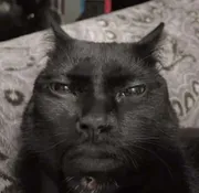 đầu dái quái thai