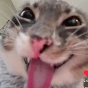 chatnhunuoccat