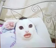 Em sẽ cố gắng để yêu anh 
