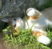 Thik trai vó tu