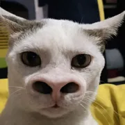 hòn dái phát sáng 