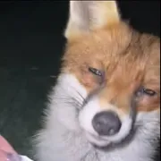 Chimefox